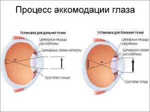 Анатомия зрительной сенсорной системы
