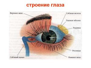 Причины, по которым чешутся уголки глаза